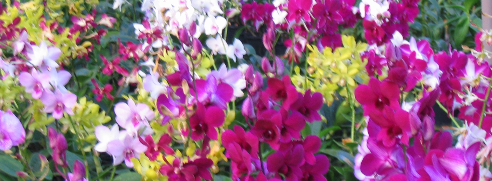 Lum Chin Orchid (Kuala Lumpur)